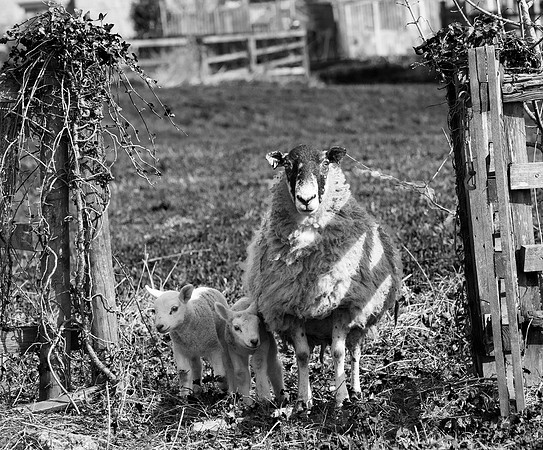 Ewe and Lambs in gateway