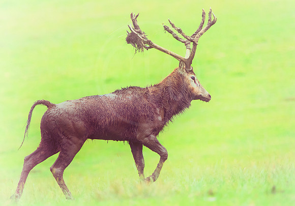Creative Red Deer Stag 2