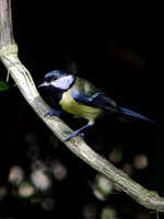 Garden Birds