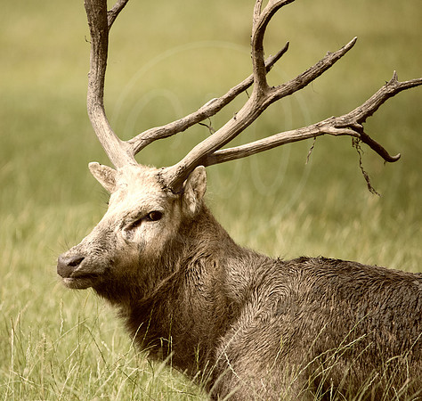 Creative Red Deer Stag 1