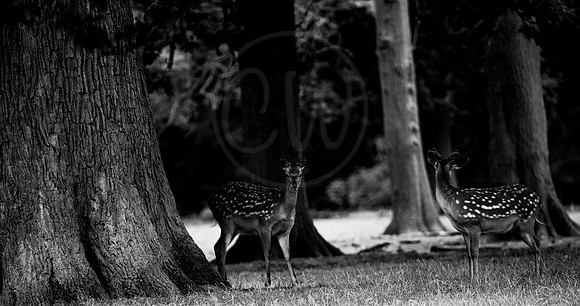 BW Deer 2