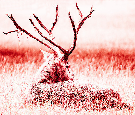Red Stag