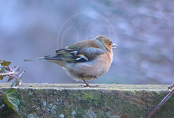 Garden Bird 1