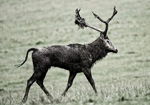 Creative Red Deer Stag 4