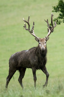 Red Deer