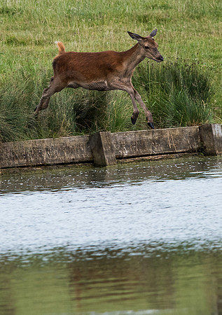 Red Deer Doe leaping