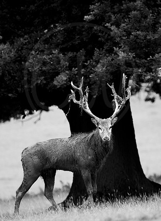 BW Red Deer Stag 2