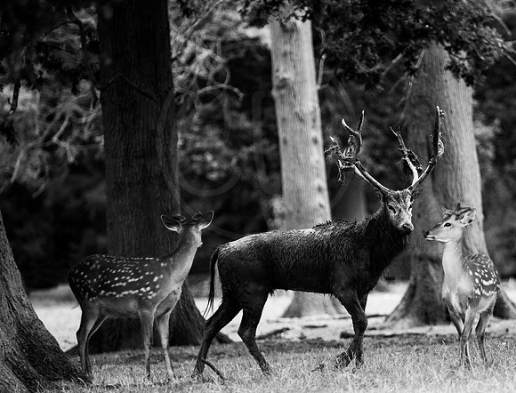BW Deer 1