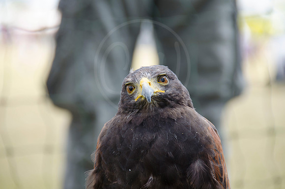 Bird of Prey 2