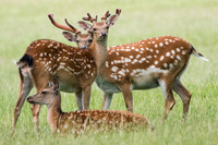 Fallow Deer