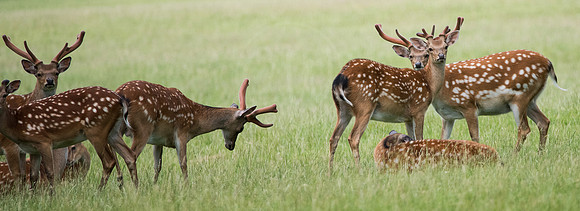 Fallow Deer 4