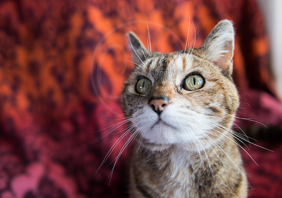 Jade the Cat 3