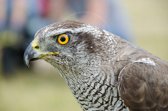 Bird of Prey 1