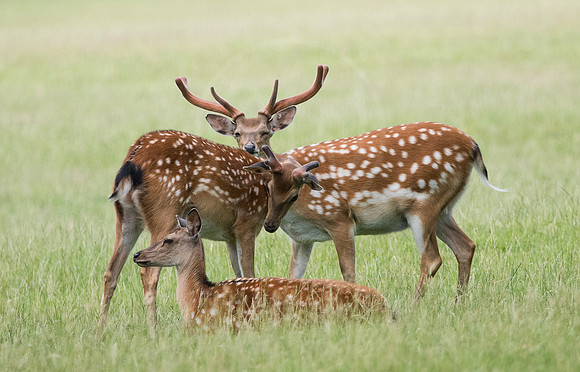 Fallow Deer 2